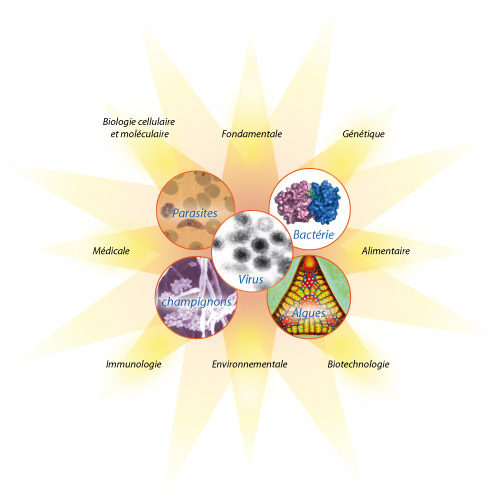 microbiologie