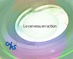 cerveau