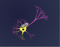 neurones