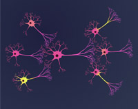 neurones