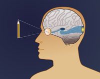 neurones