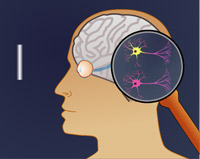 neurones