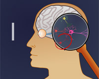 neurones