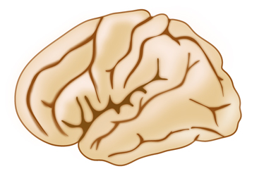 cortex