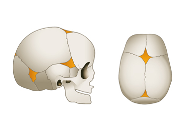 fontanelles